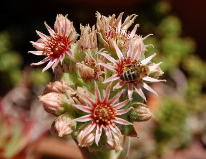 Sempervivum Dachwurz Hauswurz